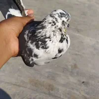 معامله با پلاکی