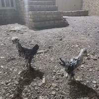 جوجه سلطان ۴ماه چوری خروس ۵ماه|حیوانات مزرعه|اردکان, |دیوار