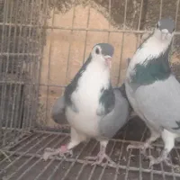 نروماده خرقه وواز|پرنده|اصفهان, حصه جنوبی|دیوار