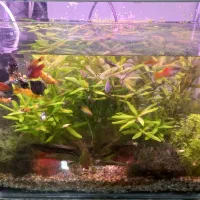 آکواریوم پلنت|ماهی|بهبهان, |دیوار
