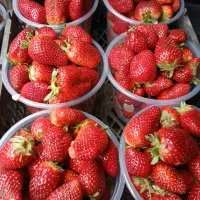 نشا توت فرنگی پاروس دانه ۲ هزار تومن|خدمات باغبانی و درختکاری|اهواز, عامری|دیوار