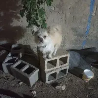 سگ آپارتمانی