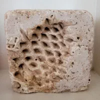 فسیل کمیاب مخروط کاج