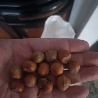 خشکبار|خوردنی و آشامیدنی|قم, جوی شور|دیوار