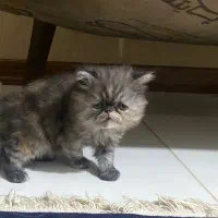 اگزوتیک سوپر فلت  اصیل مخملی