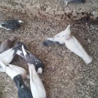 ۱۵کفتر کرفتنی|پرنده|اسلام‌شهر, شهرک قائمیه|دیوار