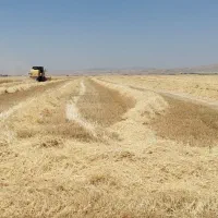 کاه دیم نرم به شرط