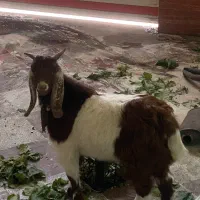 بزر پاکستانی دوقلوزا