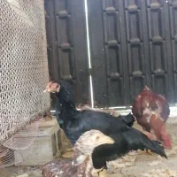 فروش مرغ و خروس لاری 700|حیوانات مزرعه|شیراز, نصر|دیوار