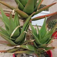 گل های زیبا