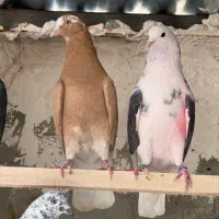 کفتر های مایه تهرانی پرشی نر و ماده کبوتر شازده