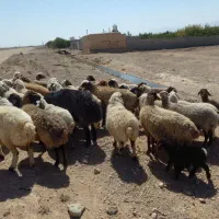 میش داشتی|حیوانات مزرعه|شهرضا, |دیوار