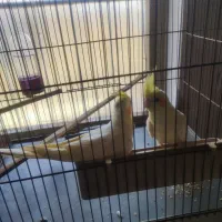 جفت عروس هلندی یک ساله آماده|پرنده|اهواز, فولاد|دیوار