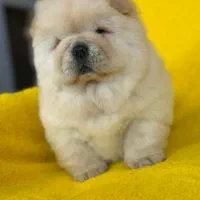 طرفداران چاوچاو چمپیون