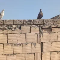 کفتر راعب|پرنده|قم, شهر قائم|دیوار
