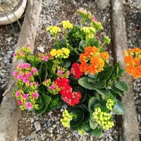 فروش عمده انواع گل های فصلی با مناسب ترین قیمت