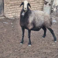 هر پـیــشونی سفیـد شال. نیست۰دام ژن دار دوقلو زا