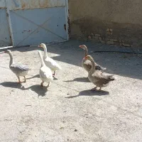 باسلام فروش ۹عدد غاز تخم گذار