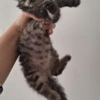 بچه پیشی ملوس ماده