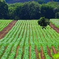 زمین کشاورزی خاک خوب اب خوب