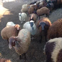 بره نر|حیوانات مزرعه|رودبار, |دیوار