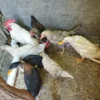 خروس و وارک واردک