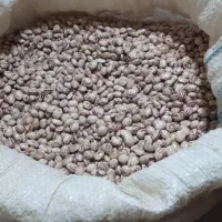 لوبیاچیتی‌