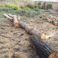 خرید چوب قطع وهرس درخت