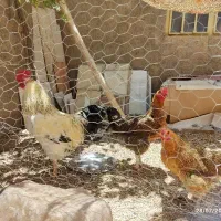 مرغ و خروس