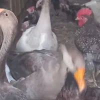 فروش  ۳  غاز. یه نر دوتاماده. جوان. دم تخم