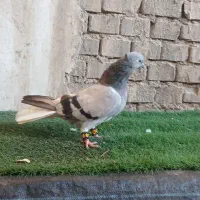سبز دمسفید نر ۹ پر گرفتنی درجه یک
