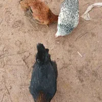 مرغ تخم گذار