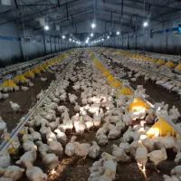 فروش مرغداری اتوبان مشهد قوچان حاشیه اتوبان|فروش دفتر صنعتی، کشاورزی، تجاری|آبکوه, |دیوار