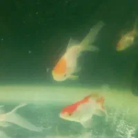 ماهی گلدفیش تاج دار و باله بلند