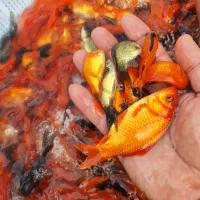 ماهی قرمز حدود ۳ بند|ماهی|سنگر, |دیوار