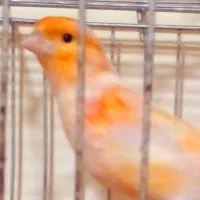 سره وقناری نر بخان معاوضه دارم با سره