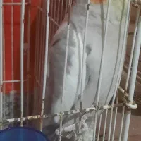 جفت عروس دستی|پرنده|بیرجند, |دیوار