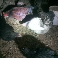 مرغ خروس ب فروش میرسد