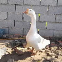 تخم غاز لیندا نطفه دار