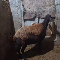 گوسفندماده جوان گوشتی|حیوانات مزرعه|تبریز, |دیوار