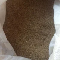 فروش بذر یونجه نیک شهری پایه بلند با کیفیت عالی،