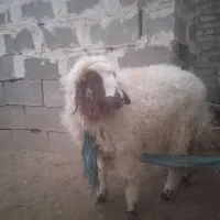 فروش بره|حیوانات مزرعه|اهواز, اهواز|دیوار