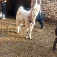 گوسفند بزغاله دوبوری