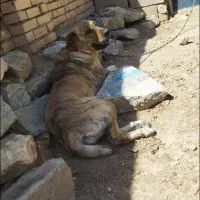 ماده رخ|سگ|کبودرآهنگ, |دیوار