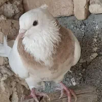 طوقی غریب گیری رباط کریم|پرنده|رباطکریم, حصار مهتر|دیوار