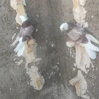 جفت گلی پلنگ 6لقه