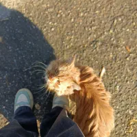 گربه پیدا شده