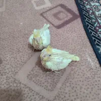 جوجه عروس هلندی چشم شرابی