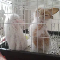 یک جفت خرگوش لوپ