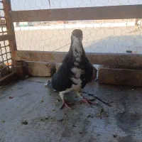 کبوتر|پرنده|رفسنجان, |دیوار